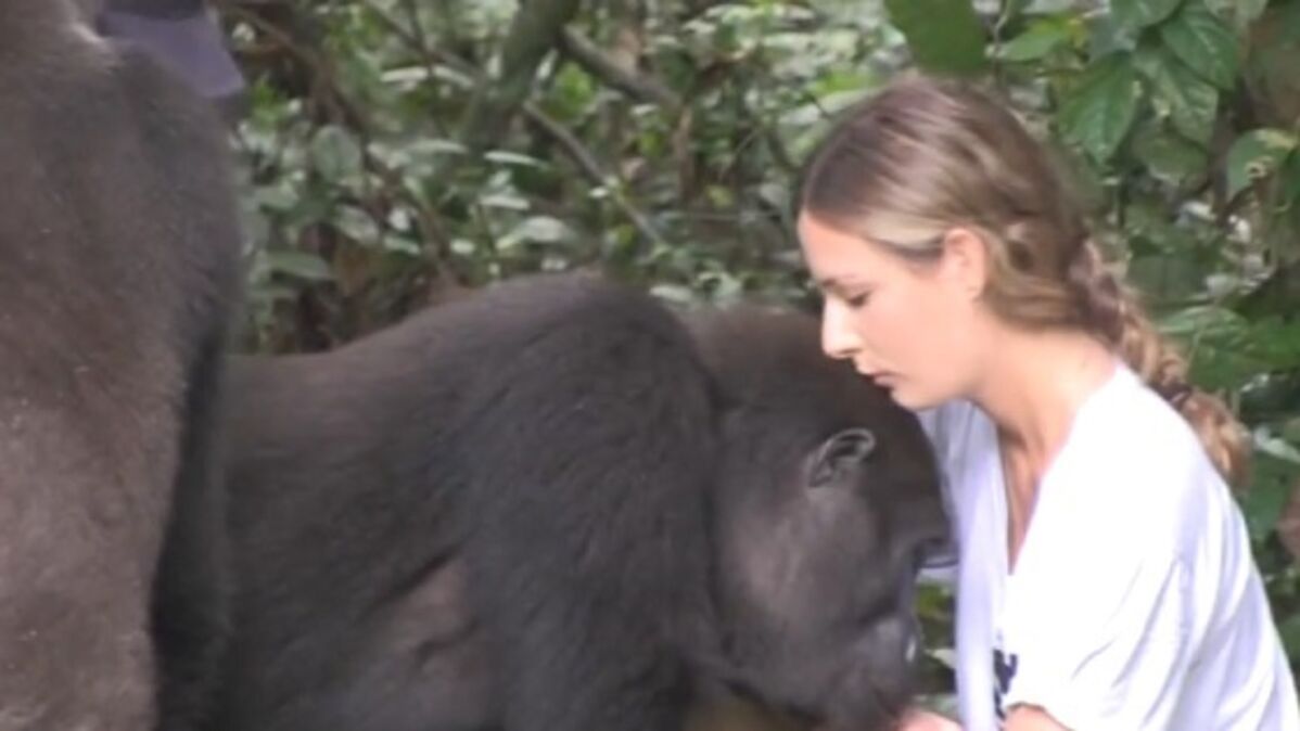 Les extraordinaires retrouvailles entre deux gorilles et la femme avec qui  ils ont grandi