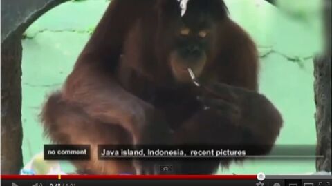 Indonésie : Tori, l'orang-outan fumeuse est devenue mère