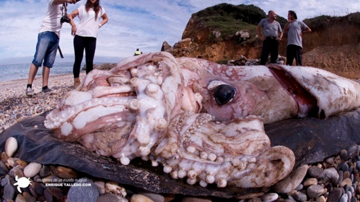 Un Calmar Geant S Echoue Sur Une Plage En Espagne