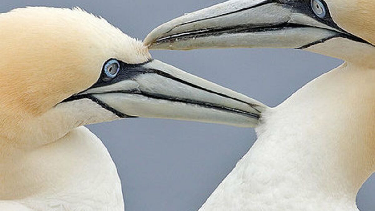 Les fous de Bassan, des oiseaux de mer en déclin au Québec