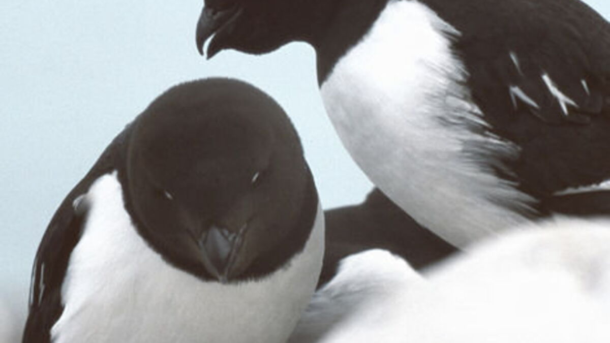 Les oiseaux de l’Arctique s’adaptent au changement climatique