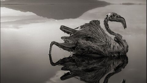 Lac Natron, l'étonnant lac qui transforme les animaux en statues de pierre