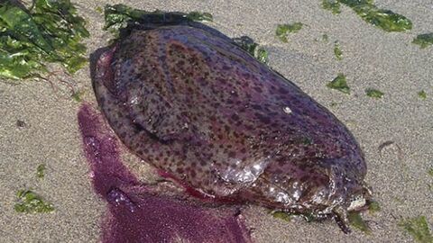 Une invasion d'étranges créatures observée sur les plages de Californie
