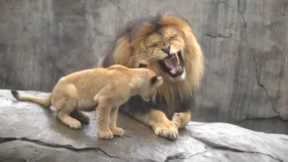 site de rencontre lionceau