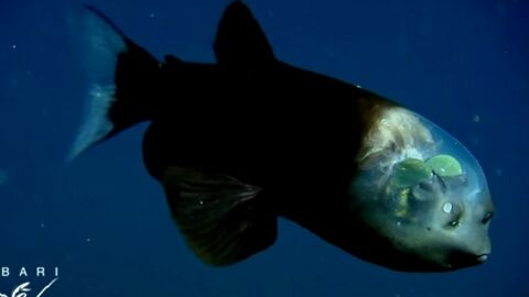 La tête de ce poisson n'est pas vide, elle est transparente