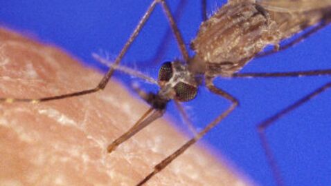 Le patch révolutionnaire contre les piqûres de moustique 