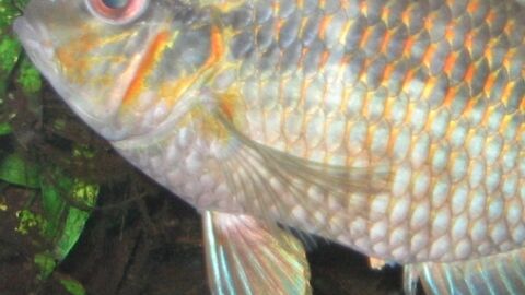 Découverte : des récifs artificiels pour sauver les poissons