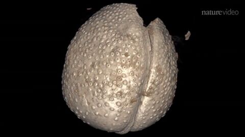 D'étranges spermatozoïdes vieux de 17 millions d'années découverts en Australie