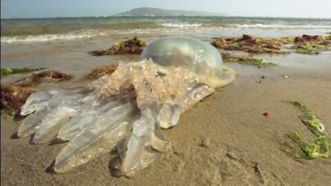 Des méduses géantes s'échouent sur les plages britanniques