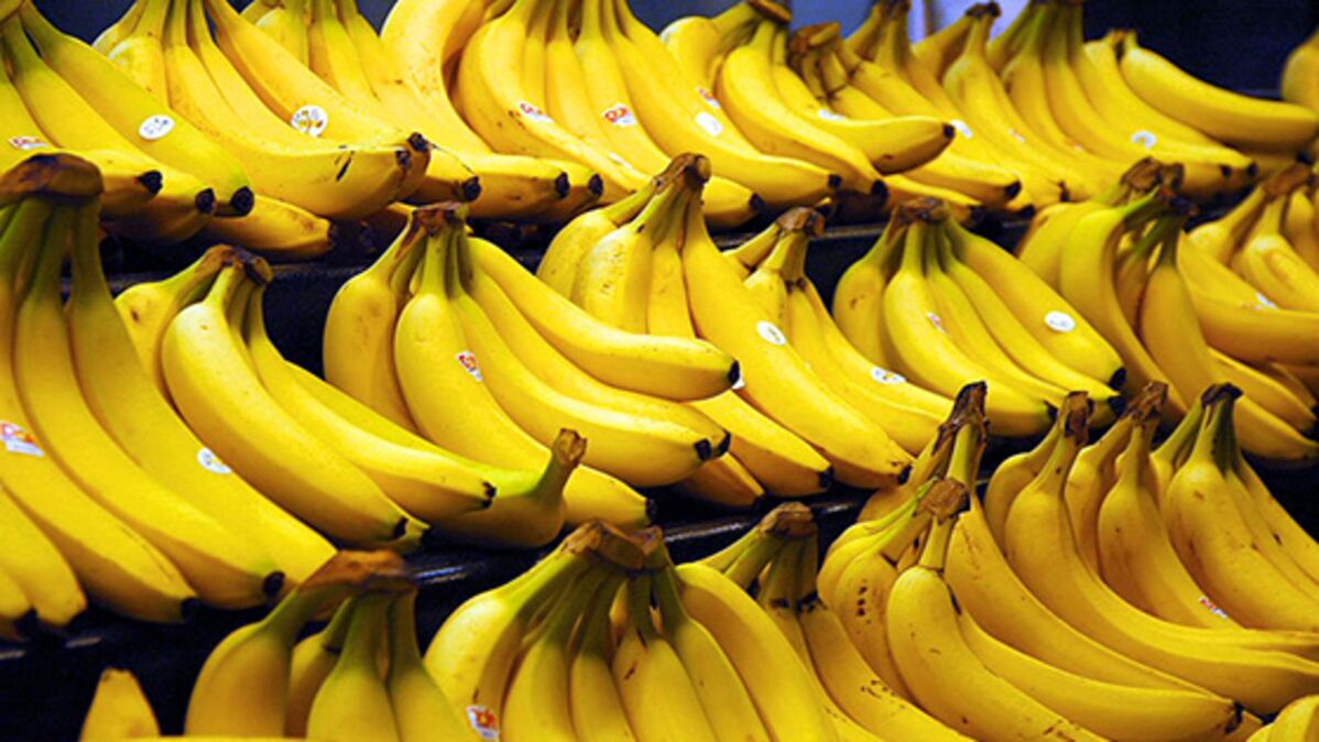 La banane risque t-elle de disparaitre de nos étals ?