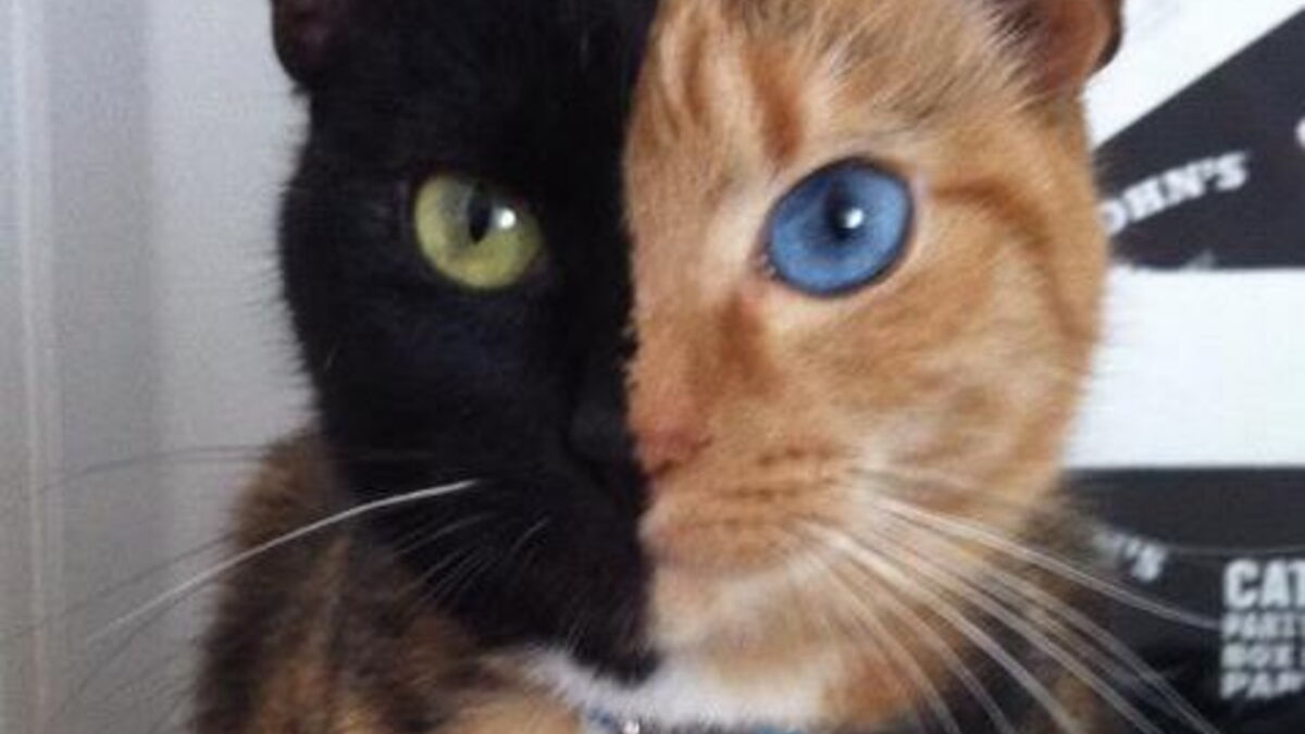 Venus La Chatte A Deux Visages Reste Une Enigme