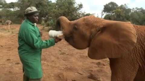 Ces jeunes éléphants se retrouvent orphelins à cause du braconnage