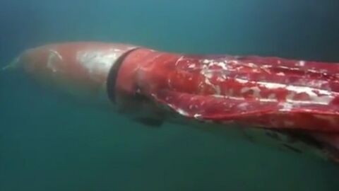Un calmar géant de 4 mètres filmé par un plongeur au Japon