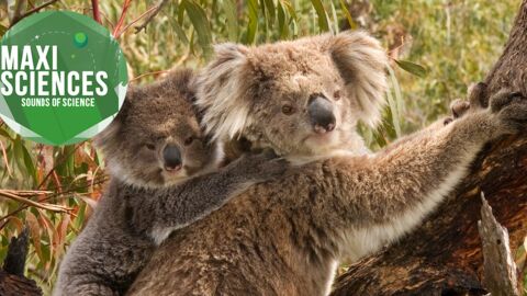 Varicelle, Rosetta et koalas, les 8 actus sciences que vous devez connaitre ce 28 juin