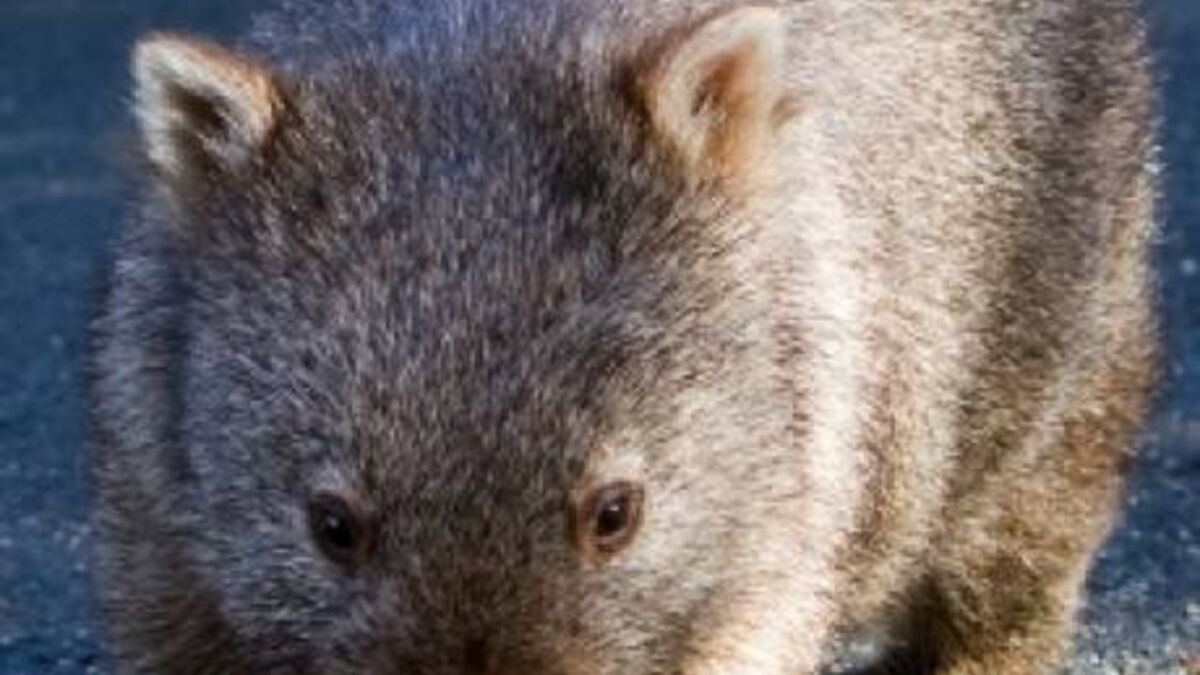 Un b?�b?� wombat recueilli par l'Homme, d?�couvrez les images
