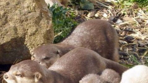 Deux Rares Loutres Blanches Naissent En Captivite