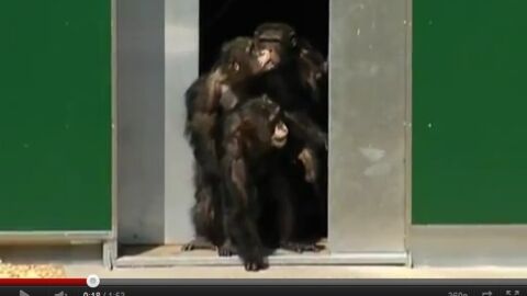 Des chimpanzés découvrent la lumière du jour pour la première fois en 30 ans