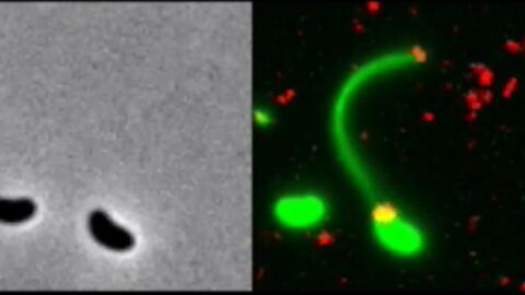 Une bactérie attrape au lasso un morceau d'ADN dans une vidéo étonnante