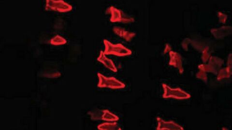 Ces micro-poissons robotisés pourraient révolutionner l'avenir de la médecine