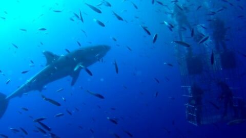 Un nouvel incident entre un grand requin blanc et des plongeurs en cage filmé à Guadalupe