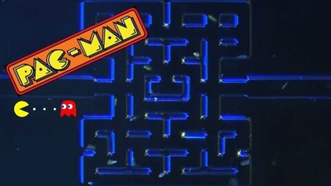 Des chercheurs recréent le célèbre jeu Pac-Man... avec des micro-organismes !