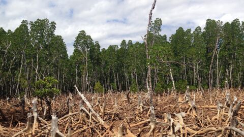 Forêt : notre planète a perdu l'équivalent de quarante terrains de football chaque minute en 2017