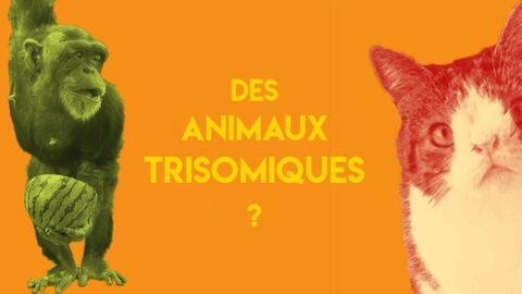 Trisomie Le Syndrome De Down Existe T Il Chez Les Animaux