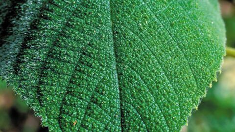 Gympie gympie : une scientifique teste la piqûre de la plante la plus dangereuse du monde