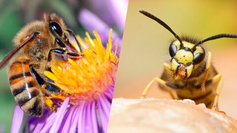 Pourquoi aimons-nous les abeilles et détestons les guêpes ? Et pourquoi nous avons tort