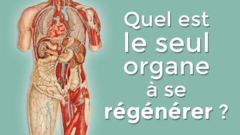 Quel est le seul organe du corps humain capable de se régénérer ?