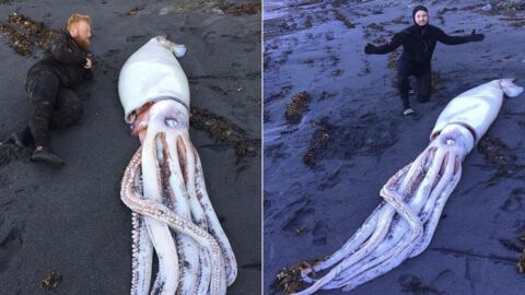 Des Néo-Zélandais découvrent un calmar géant de 4 mètres échoué sur une plage