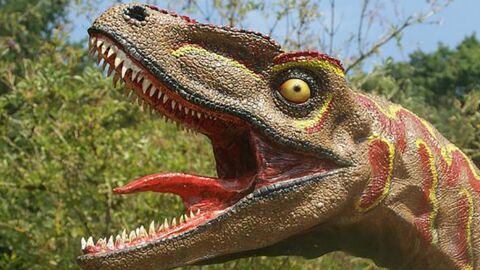 Le T. rex comme la plupart des dinosaures était incapable de tirer la langue
