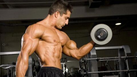 Comment les muscles grossissent-ils ?