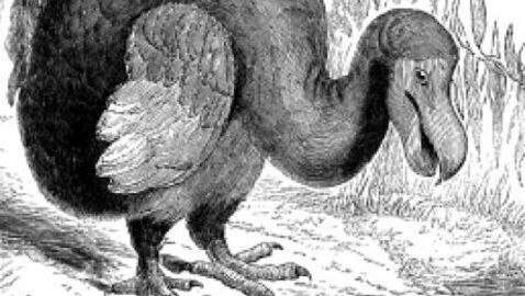 Pourquoi l'oiseau dodo a disparu - Tout savoir sur le dodo