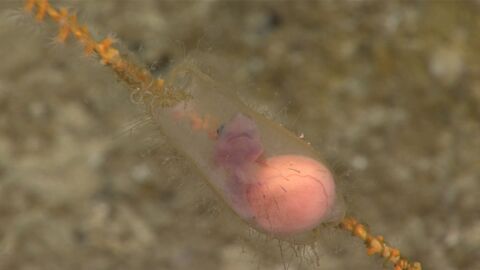 Les extraordinaires images d’un embryon de requin filmées dans les profondeurs