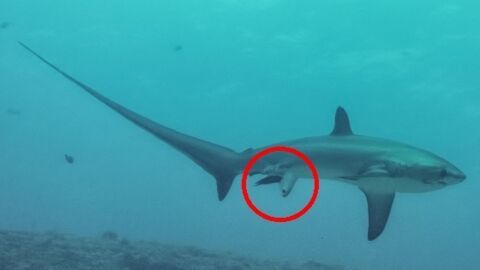 Vidéo. C'est peut-être la première fois que l'on filme un grand requin  blanc nouveau-né