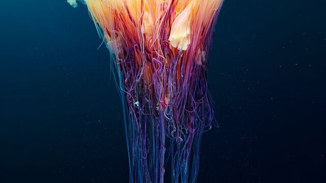 D'incroyables clichés des méduses qui se cachent dans les profondeurs de l' océan