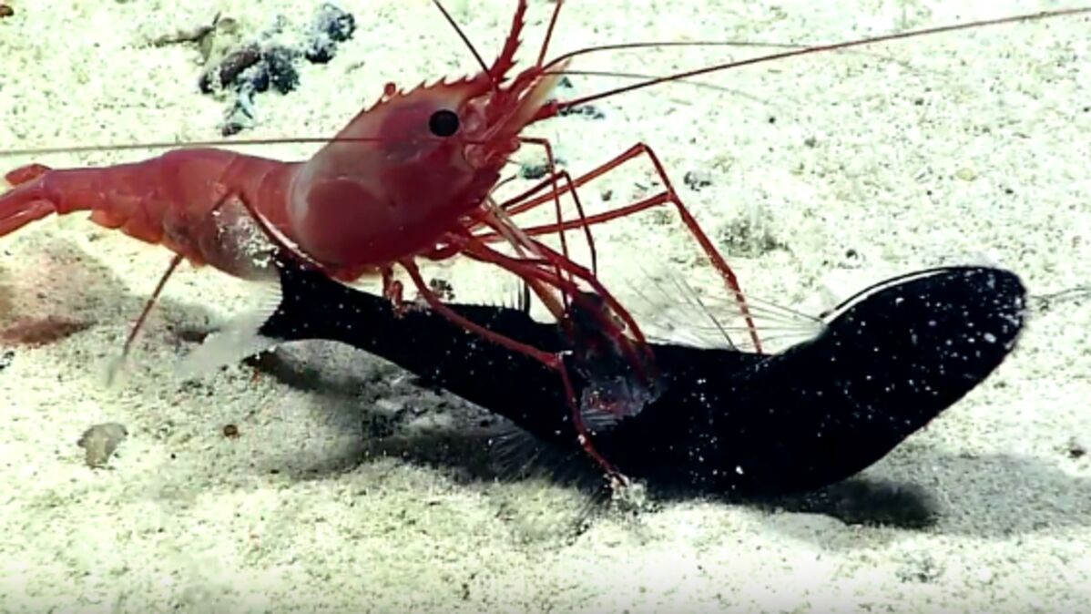 Létonnante attaque dune crevette sur un poisson filmée dans les  profondeurs