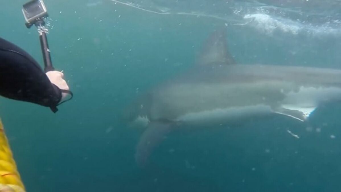 Les grands requins blancs plongent bien plus profondément que prévu sans  que les experts sachent pourquoi