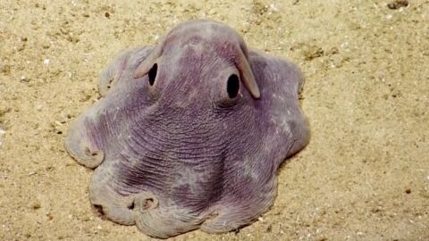 Une fantastique rencontre avec une pieuvre Dumbo filmée dans les profondeurs
