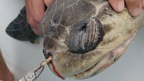 Le déchirant sauvetage d'une tortue qui avait une paille coincée dans le nez