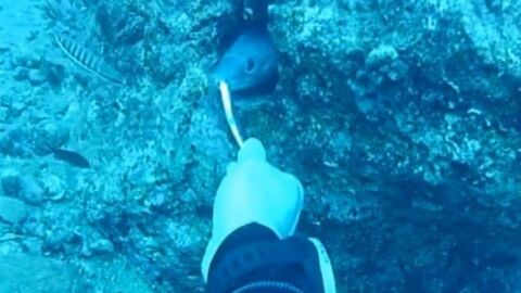 Un plongeur nourrit une anguille de mer malade pour lui donner ses médicaments