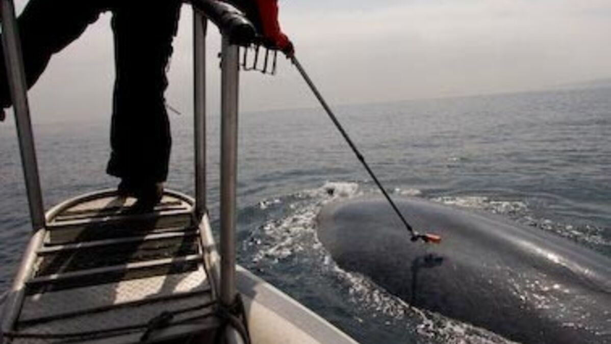 Des Chercheurs Retracent Virtuellement Les Parcours Des Baleines