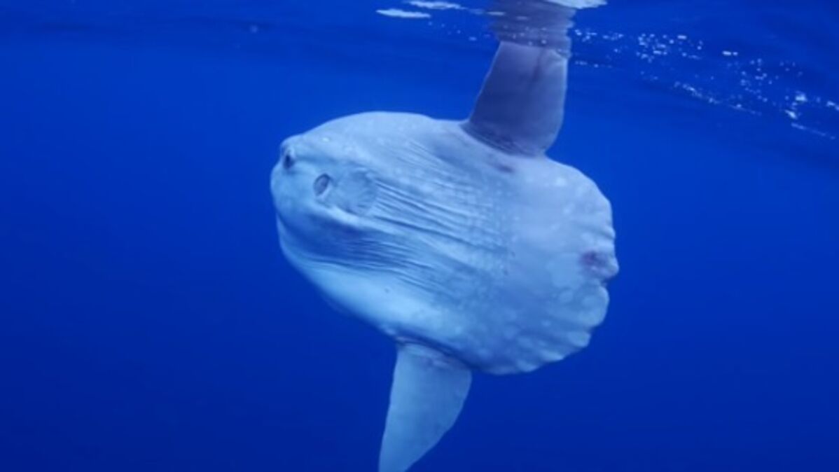 Le Poisson Lune L Une Des Creatures Marines Les Plus Bizarres Au Monde