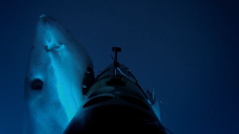 Shark Attack : partez à la rencontre des requins blancs et de Deep Blue, l'un des plus grands jamais observés