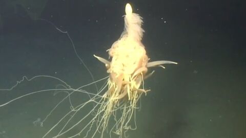 Une étrange créature marine observée dans les profondeurs au large de l'Angola