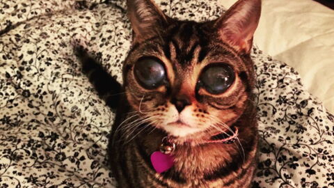 Le Triste Secret De Matilda L Etonnant Chat Aux Yeux D Extraterrestre