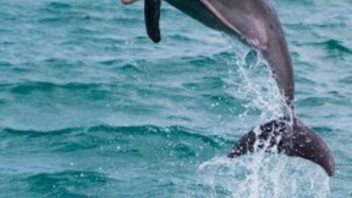 Ultrason contre pour dauphin 