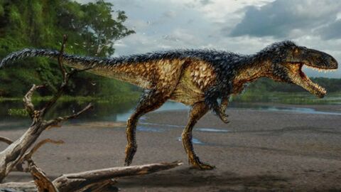 Un nouveau tyrannosaure lève le voile sur l'un des mystères de ces prédateurs