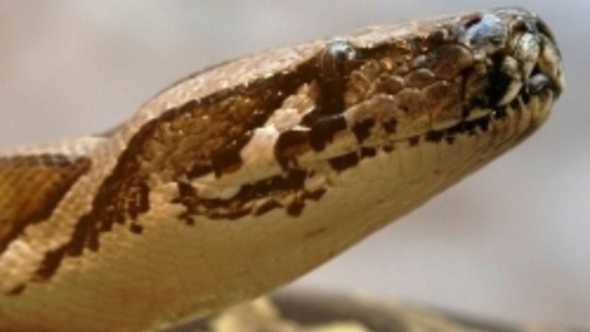Un fossile de python de 15 millions d'années découvert en Allemagne